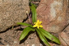 Pauridia gracilipes gracilipes