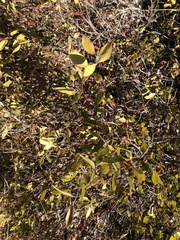 Arctostaphylos hookeri