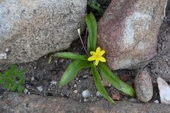 Pauridia gracilipes gracilipes