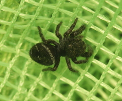 Phidippus olympus
