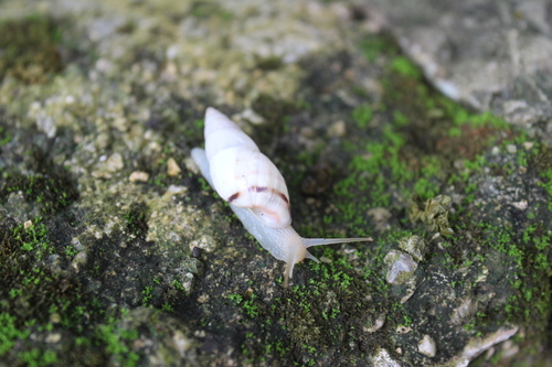 Mesembrinus tropicalis