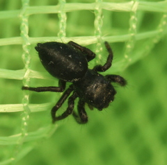 Phidippus olympus