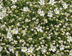 Cerastium dinaricum