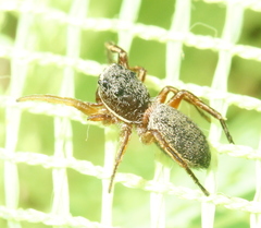 Tutelina similis