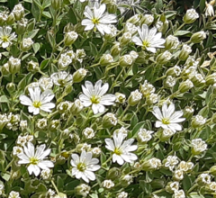Cerastium dinaricum