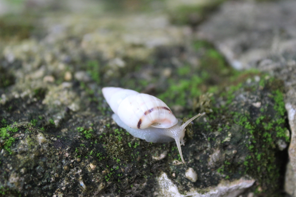 Mesembrinus tropicalis