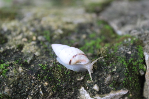 Mesembrinus tropicalis