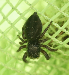 Phidippus olympus