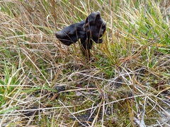 Helvella atra