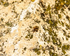 Crocistethus waltlianus