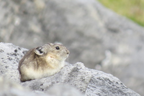 Collared Pika