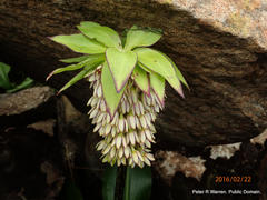 Eucomis bicolor