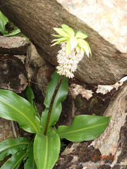 Eucomis bicolor