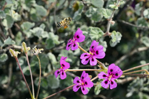 Pelargonium magenteum 2