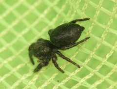 Phidippus olympus