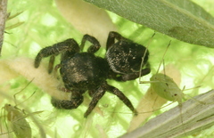 Phidippus olympus