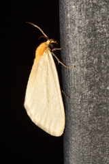 Chrysoecia thoracica