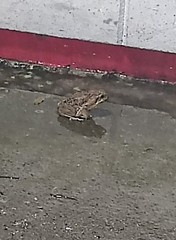 Incilius marmoreus