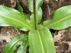 Eucomis bicolor