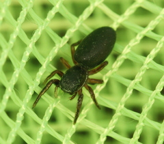 Tutelina similis