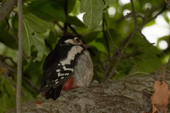 Dendrocopos major