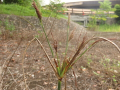 Cyperus nutans subprolixus