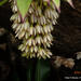 Eucomis bicolor - Photo no hay derechos reservados, subido por Peter Warren