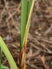 Cyperus nutans subprolixus