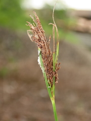 Cyperus nutans subprolixus