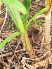 Cyperus nutans subprolixus