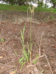 Cyperus nutans subprolixus