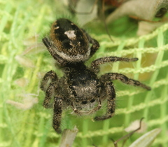 Phidippus insignarius