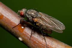 Muscoidea