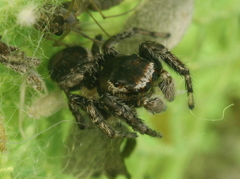 Evarcha proszynskii