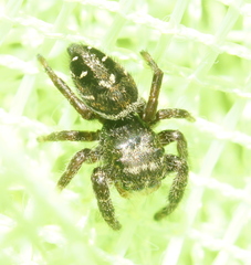 Phidippus olympus