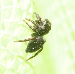 Phidippus olympus