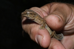 Pachydactylus formosus