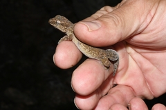Pachydactylus formosus