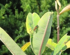 Oncopeltus fasciatus