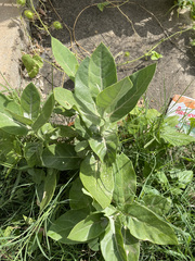 Calotropis