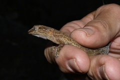 Pachydactylus formosus
