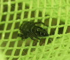 Phidippus olympus