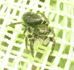 Phidippus olympus