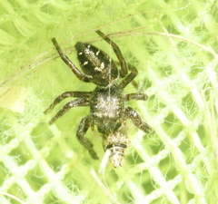 Phidippus olympus