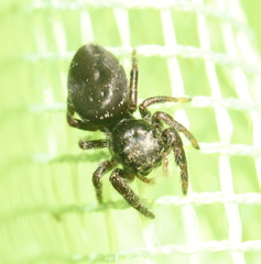 Phidippus olympus