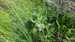 Hieracium virosum