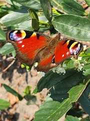 Aglais io