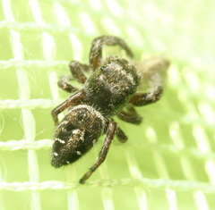 Phidippus olympus