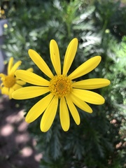 Euryops chrysanthemoides