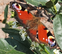 Aglais io